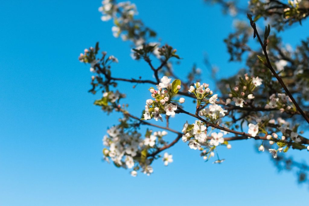 Flowering tree branches against a blue sky.